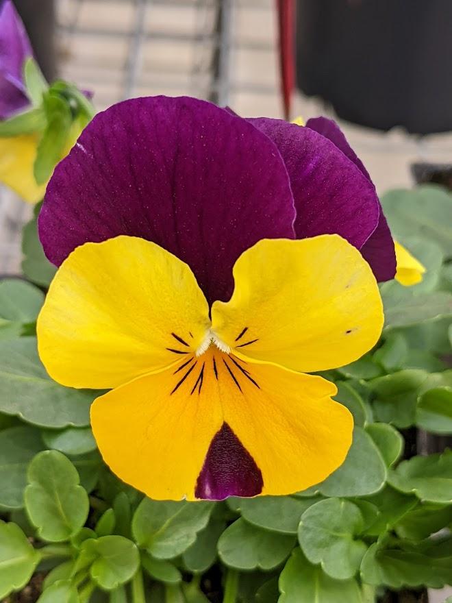 Photo of the bloom of Viola cornuta Penny™ Yellow Jump Up posted by Joy