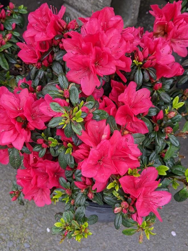 Evergreen Azalea (Rhododendron 'Cherry Drops') in the Rhododendrons