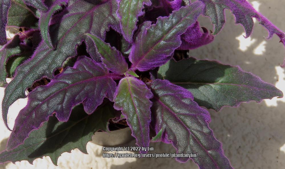 Purple Velvet Plant (Gynura aurantiaca)