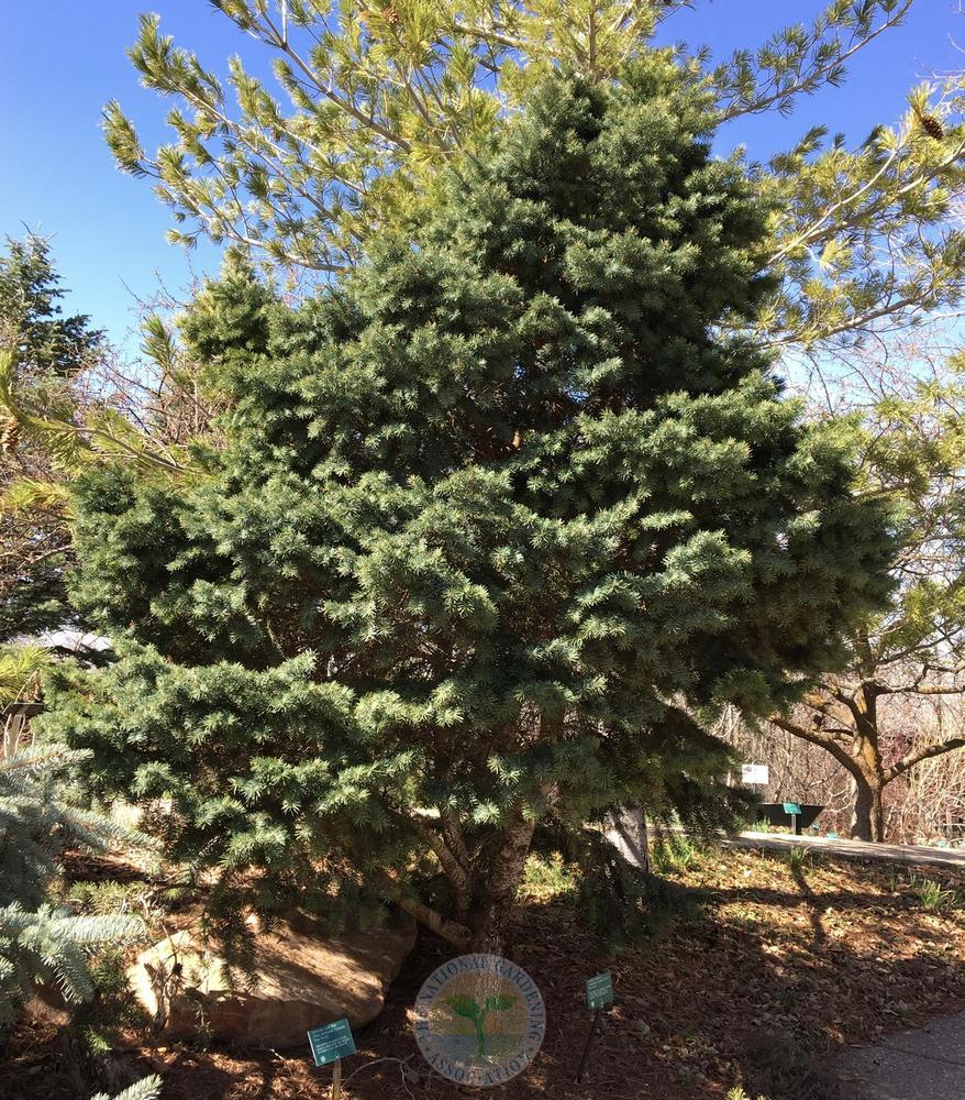 10 Douglasien Jungpflanzen 40-70cm - Pseudotsuga Menziesii Quickpot