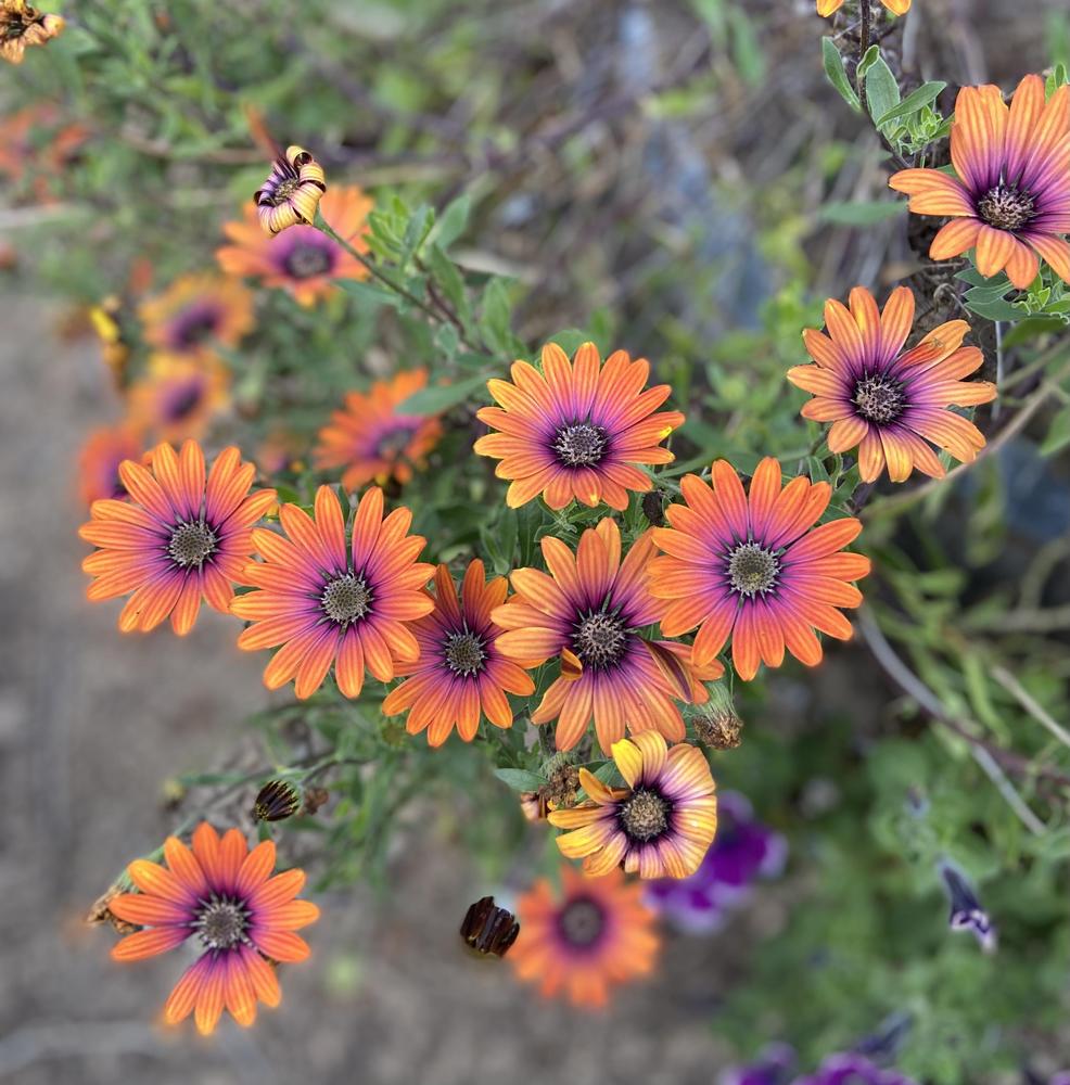 Photo of the bloom of African Daisy (Osteospermum ecklonis Zion™ Purple