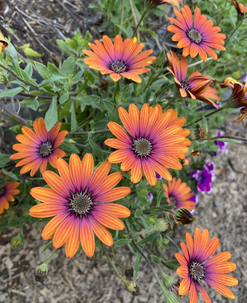 Photo of the bloom of African Daisy (Osteospermum ecklonis Zion™ Purple