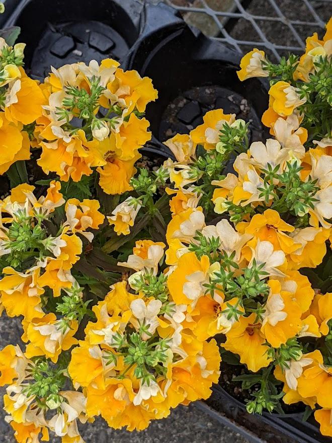 Photo of the entire plant of Nemesia Angelart® Banana posted by Joy