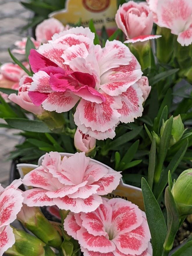 Carnation (Dianthus caryophyllus Oscar® Salmon+White) in the Dianthus Database