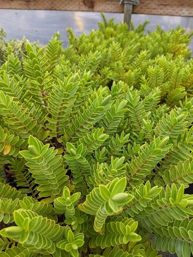 Photo of the entire plant of Hebe (Veronica 'Milkyway') posted by Joy