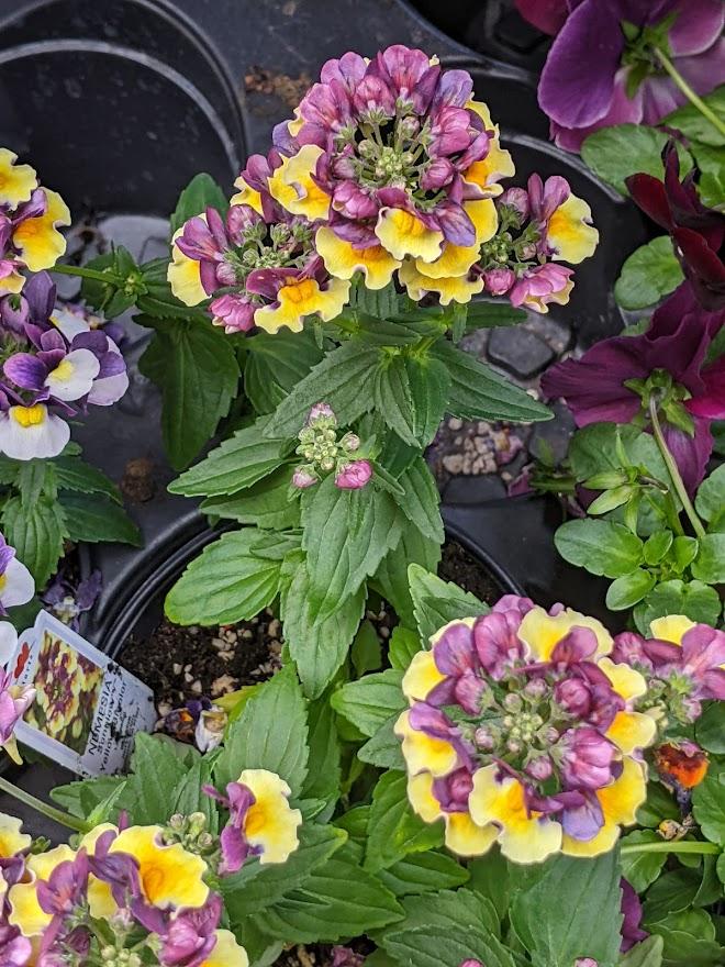 Photo of the entire plant of Nemesia Penhow® SunGlow™ Yellow Bicolor