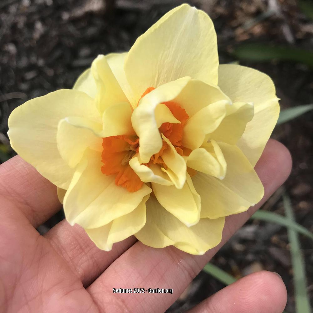 Photo of the bloom of Double Daffodil (Narcissus 'Tahiti') posted by