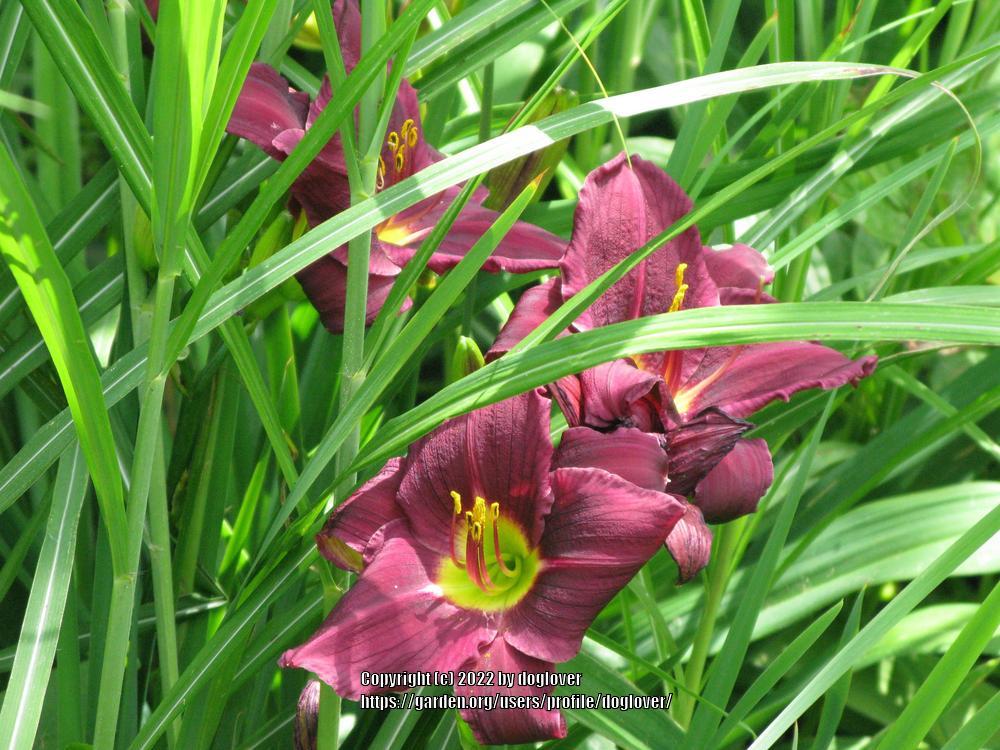 Photo of the bloom of Daylily (Hemerocallis 'Grape Velvet') posted by ...