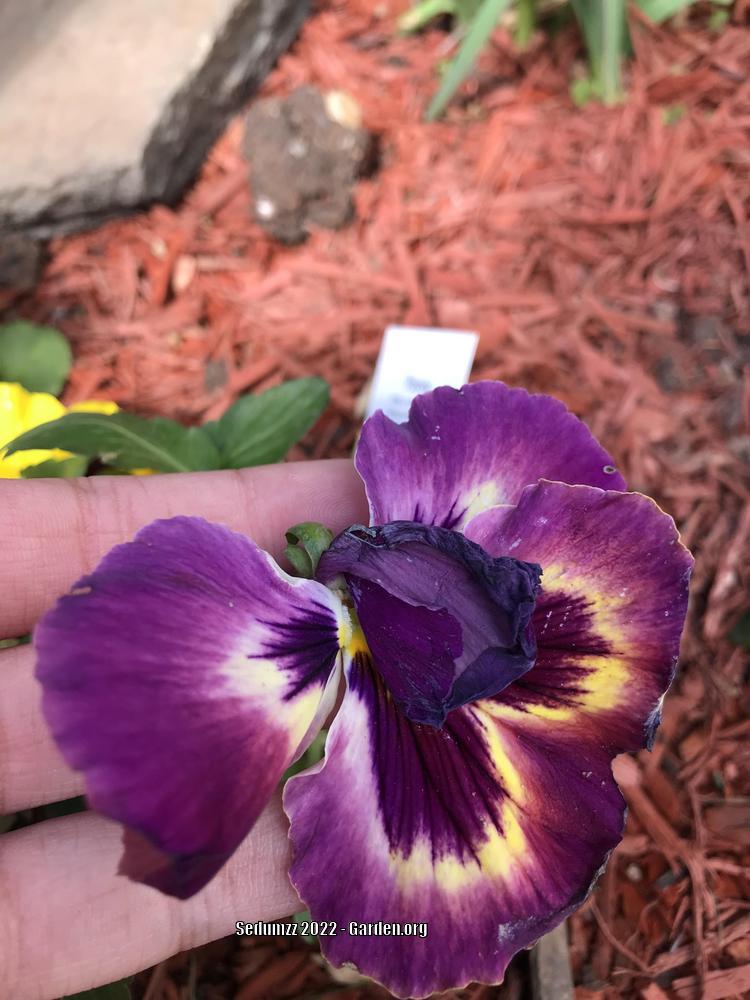 Pansy (Viola x wittrockiana 'Spring Matrix Sangria') in the Violas ...