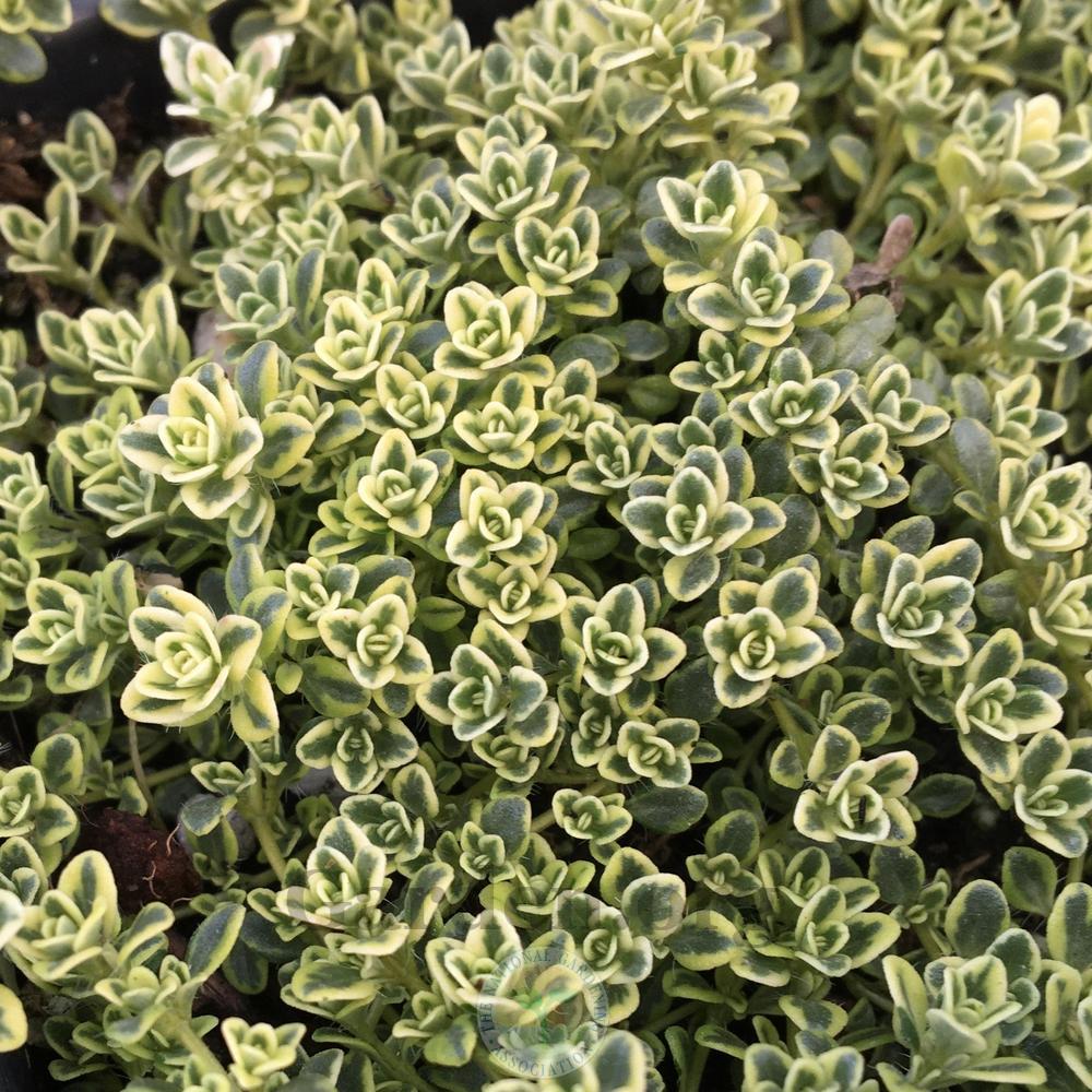 Photo of the emerging growth of Thyme (Thymus praecox 'Highland Cream') posted by BlueOddish
