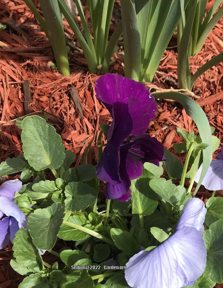 Photo of the entire plant of Pansy (Viola x wittrockiana 'Spring Matrix