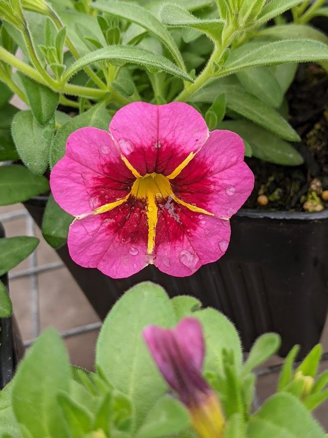 Growing Annuals In Zone 9 Learn About Annual Flowers