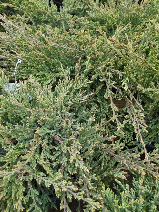Photo of the leaves of Creeping Juniper (Juniperus horizontalis
