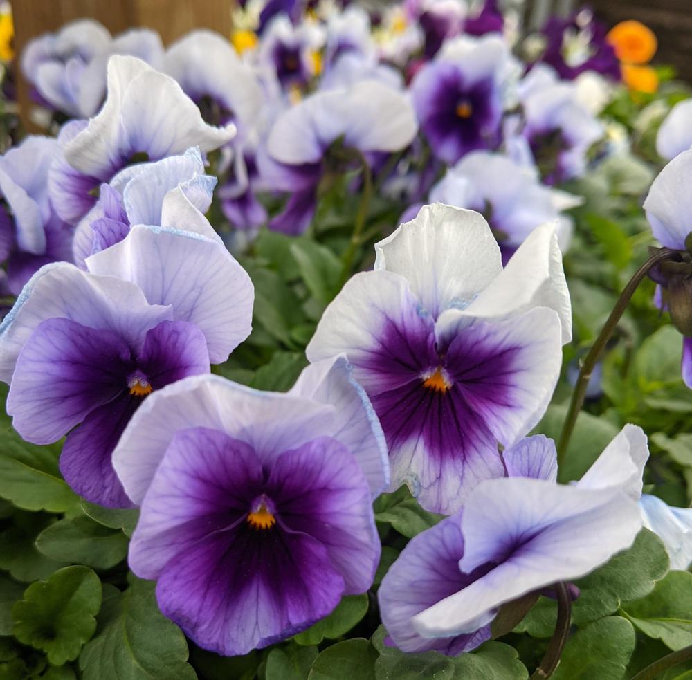 Violet (Viola cornuta Sorbet® XP Beaconsfield) in the Violas