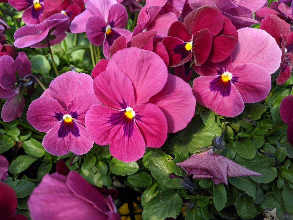 Horned Violet (Viola cornuta 'ColorMax Rose with Blotch') in the Violas