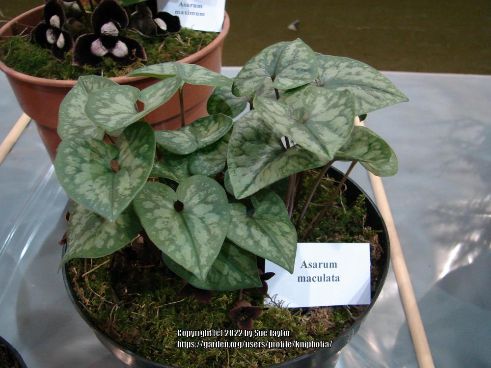 Wild Ginger (Asarum maculatum) in the Wild Gingers Database