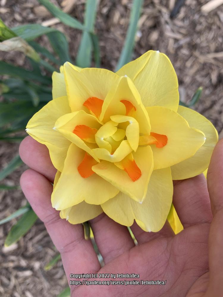 Photo of the bloom of Double Daffodil (Narcissus 'Tahiti') posted by