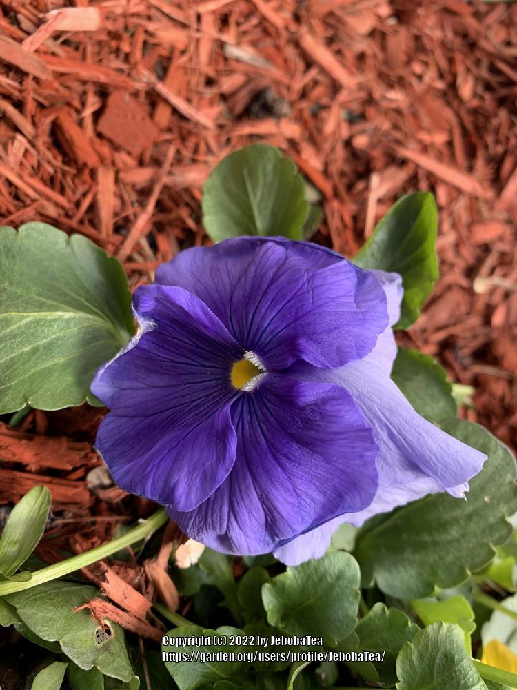 Photo of the bloom of Pansy (Viola x wittrockiana 'Spring Matrix Blue ...