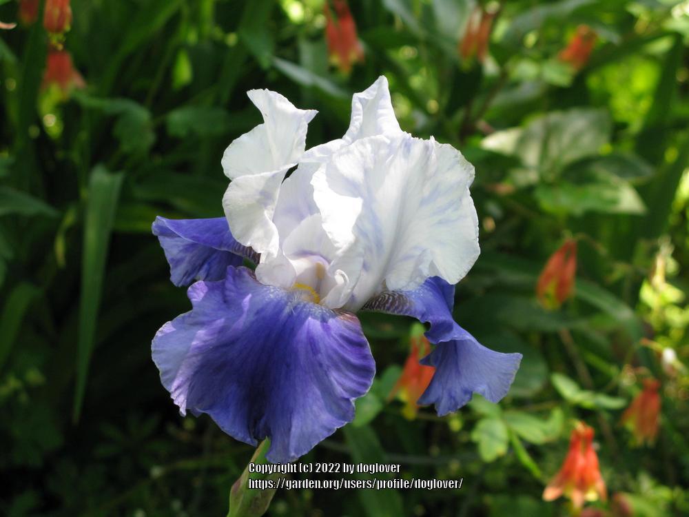 Photo of the bloom of Tall Bearded Iris (Iris 'Ride the Wind') posted by doglover