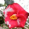 photo by skdavidson via NC Cooperative Extension: https://plants.
