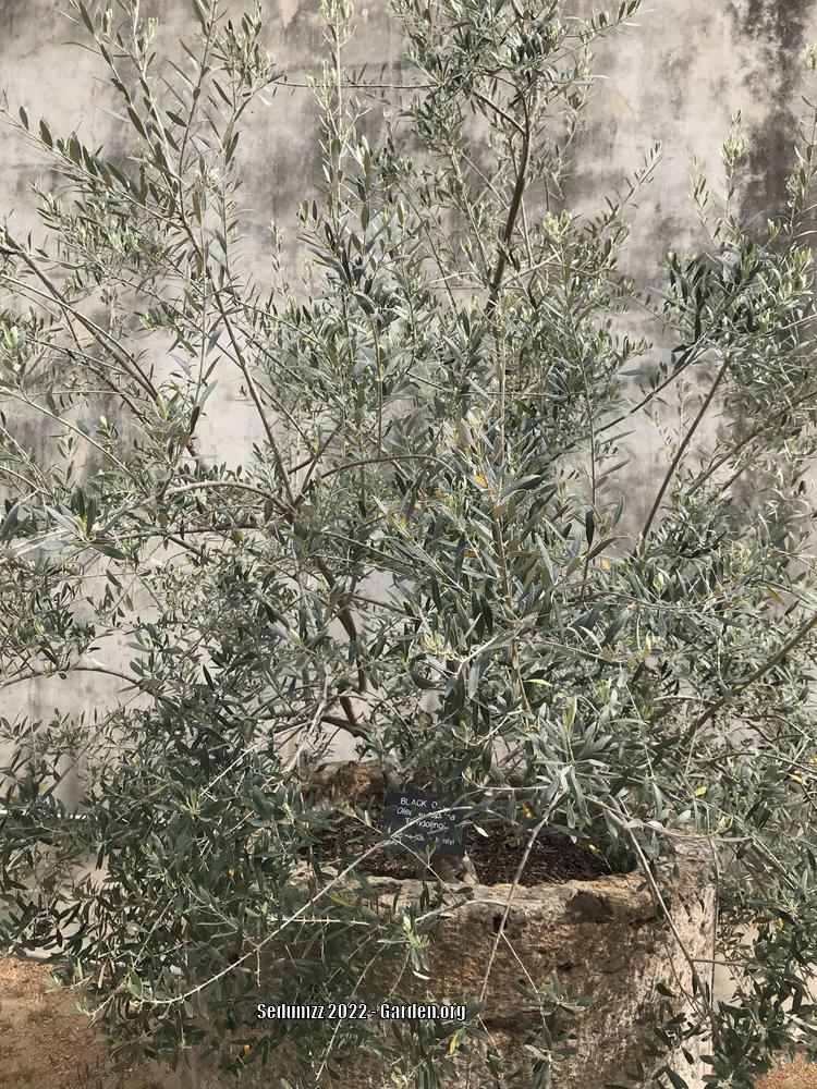 Olive Tree (Olea europaea 'Pendolino')