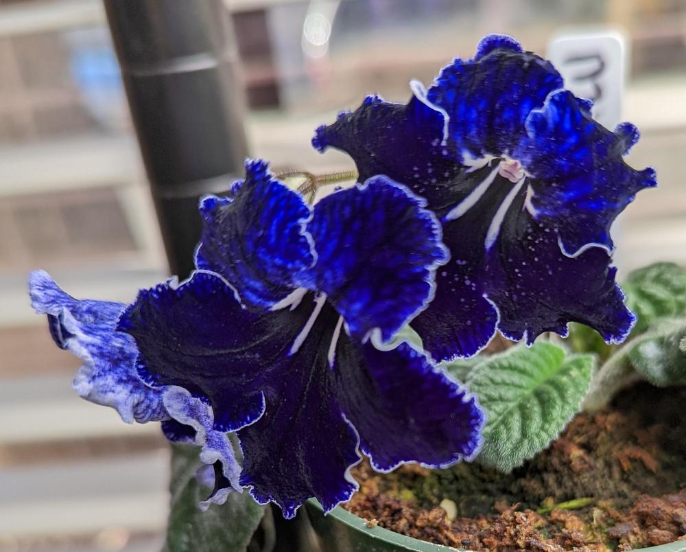 Cape Primrose (Streptocarpus 'Midnight Thunder') in the Cape Primroses Database