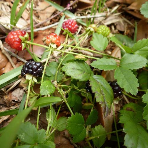 Southern Dewberry (Rubus trivialis) in the Rubus Database