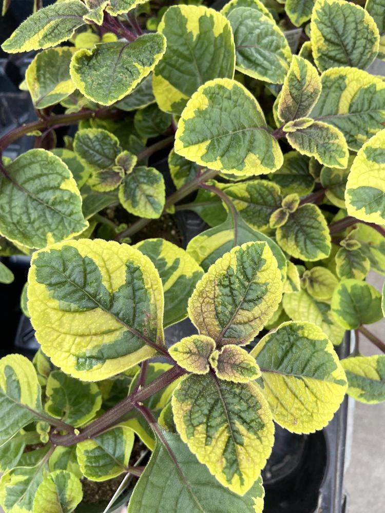 Swedish Ivy (Plectranthus FanciFillers™ Guacamole)