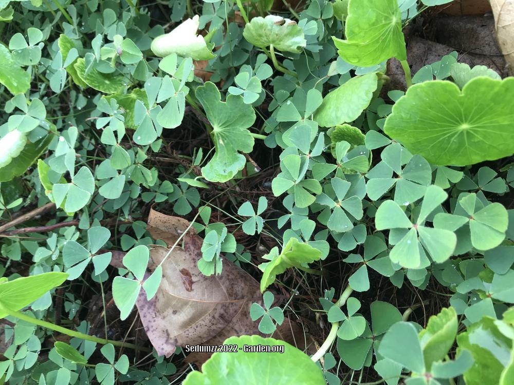 Photo of the entire plant of Bigfoot Water Clover (Marsilea macropoda