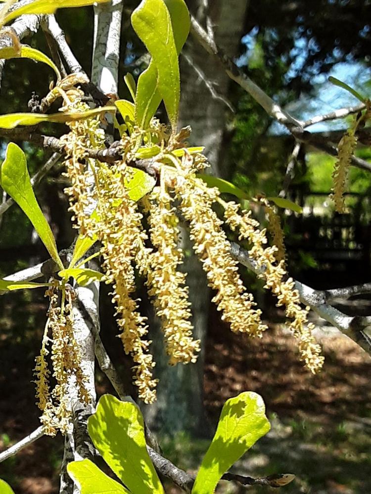 Photo of the bloom of Blackjack Oak (Quercus marilandica) posted by gingin