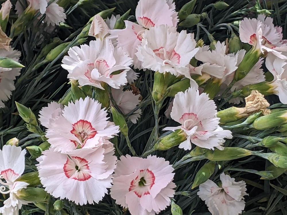 Pinks (Dianthus American Pie™ Peach Pie) in the Dianthus