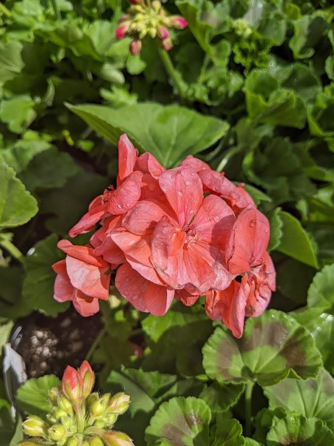 Photo of the bloom of Zonal Geranium (Pelargonium x hortorum Dynamo
