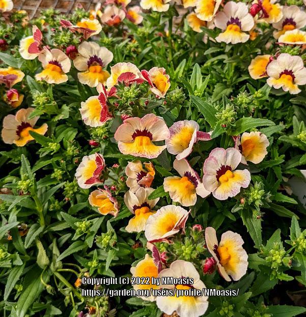 Nemesia Nesia™ Bananaberry