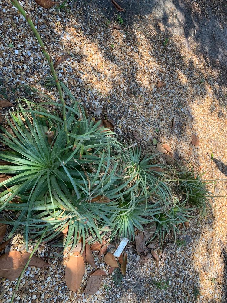 Photo of the entire plant of Hechtia posted by jooshewa