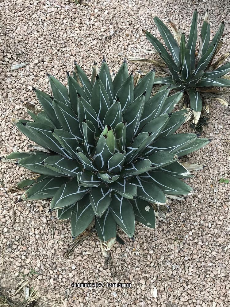 Photo of the entire plant of King Ferdinand Agave (Agave nickelsiae