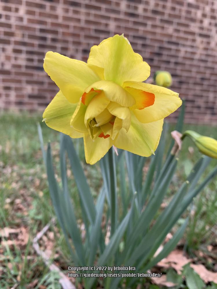 Photo of the bloom of Double Daffodil (Narcissus 'Tahiti') posted by