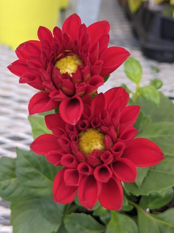 Photo of the bloom of Dahlia Dahlinova® Oregon posted by Joy
