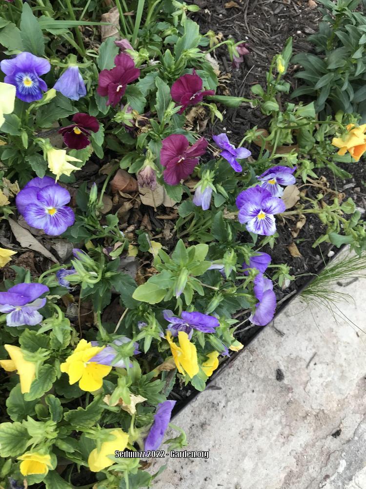 Photo of the entire plant of Pansy (Viola x wittrockiana Delta™ Premium