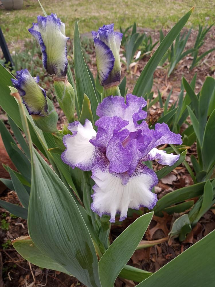 Tall Bearded Iris (Iris 'Texas Two Step') in the Irises Database