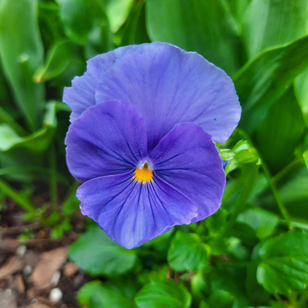 Photo of the bloom of Pansy (Viola x wittrockiana 'Clear Crystals Light