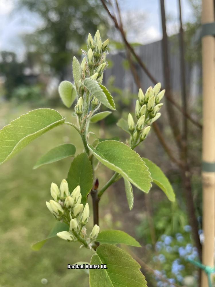 Shadblow Serviceberry (Amelanchier canadensis 'Rainbow Pillar')