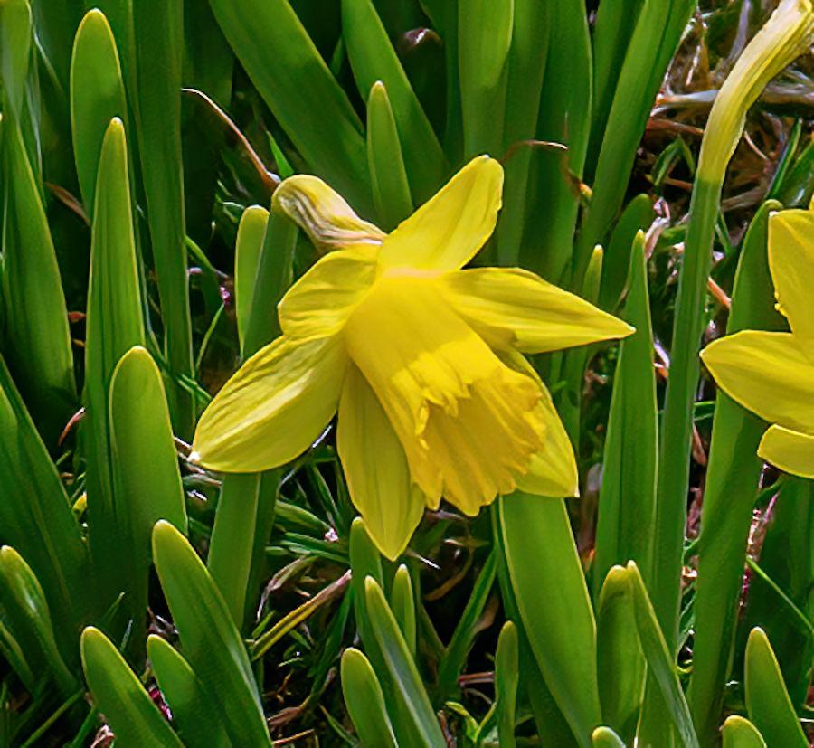 Photo of the bloom of Trumpet Daffodil (Narcissus 'Little Gem') posted