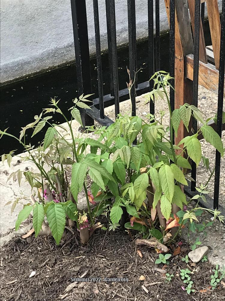 Photo of the emerging growth of Mexican Buckeye (Ungnadia speciosa