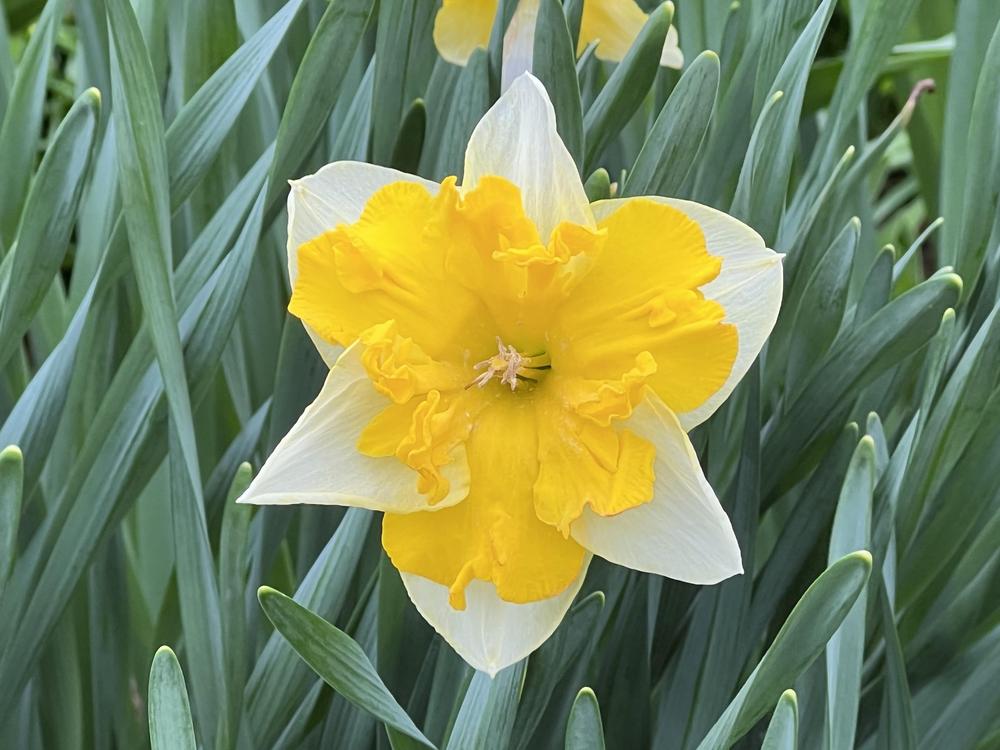 Photo of the bloom of Split Cupped Collar Daffodil (Narcissus