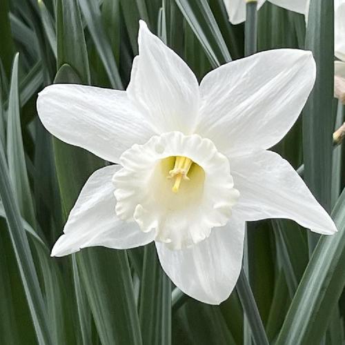 Trumpet Daffodil (Narcissus 'Watch Up') in the Daffodils Database