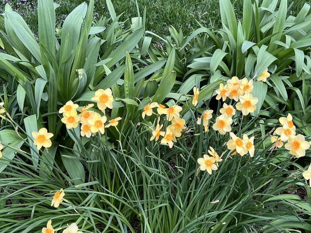 Photo of the entire plant of Jonquilla Daffodil (Narcissus 'Kedron