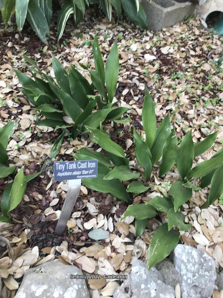 Dwarf Cast Iron Plant (Aspidistra elatior Tiny Tank™)