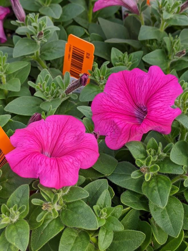 Petunia DuraBloom™ Hot Pink in the Petunias Database