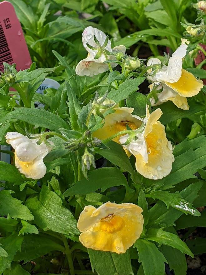 Photo of the entire plant of Nemesia Angelart® Pineapple posted by Joy