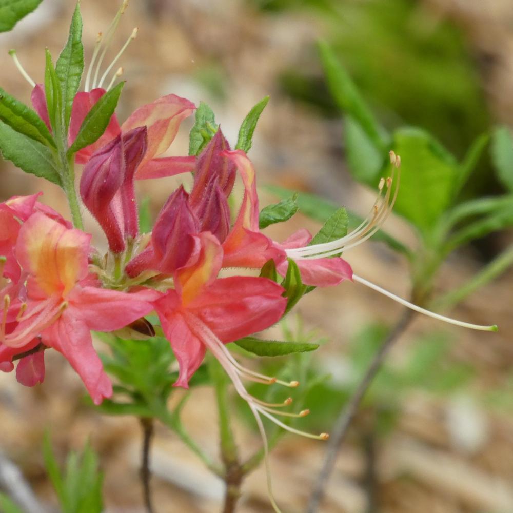 Azalea Raspberry Ripple Azalea (Rhododendron 'Razzberry') in the Rhododendrons Database ...